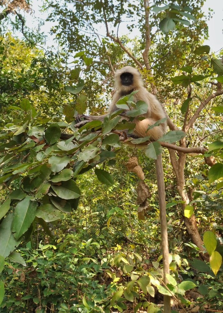 Фотография автора  SK Shahbaj Ahmed