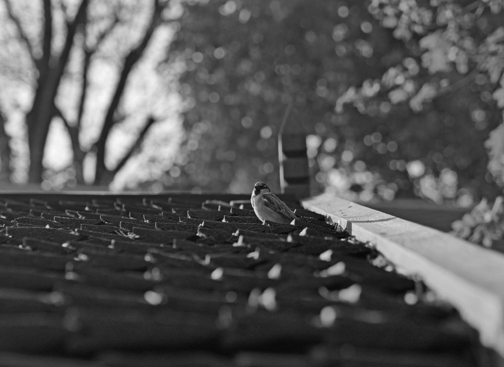 Photo #4234650