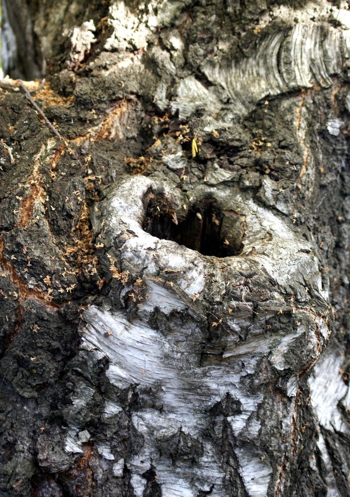 Photograph by Александр Лебедев