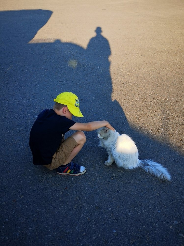 Уличный кот и мальчик в тени.