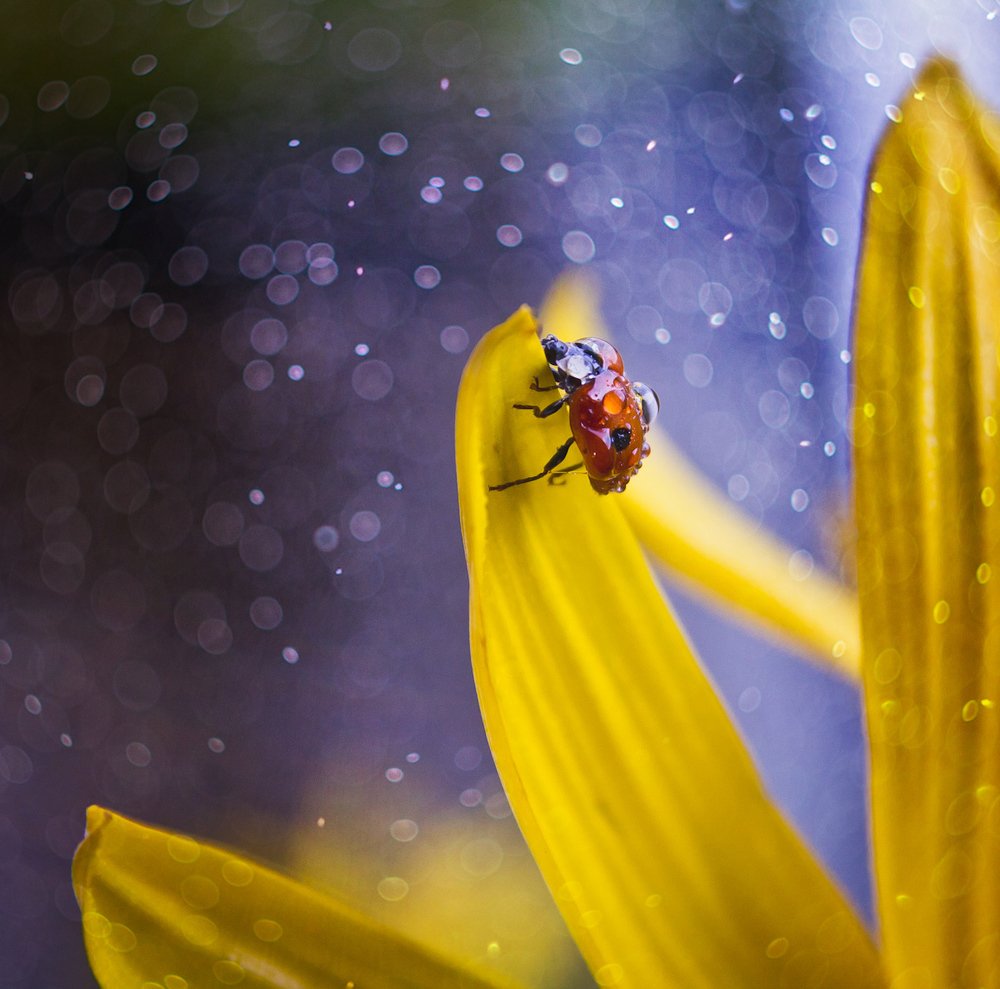 Photograph by Алла Семенова