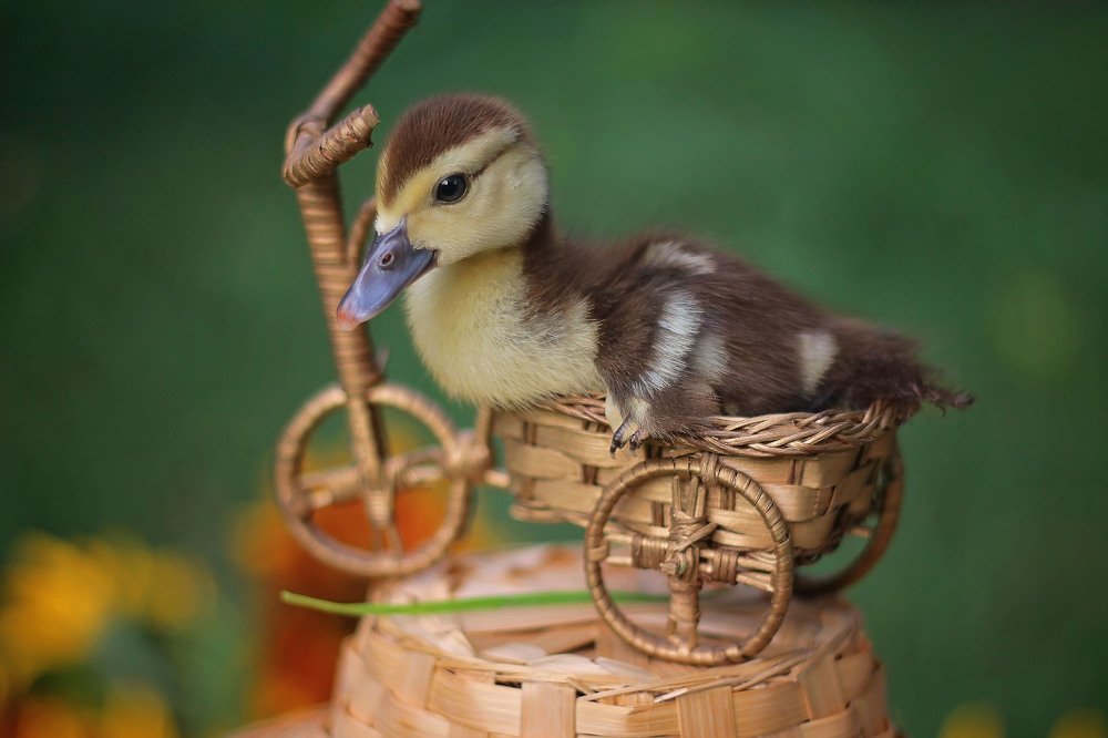 Photograph by Наталья Лупол