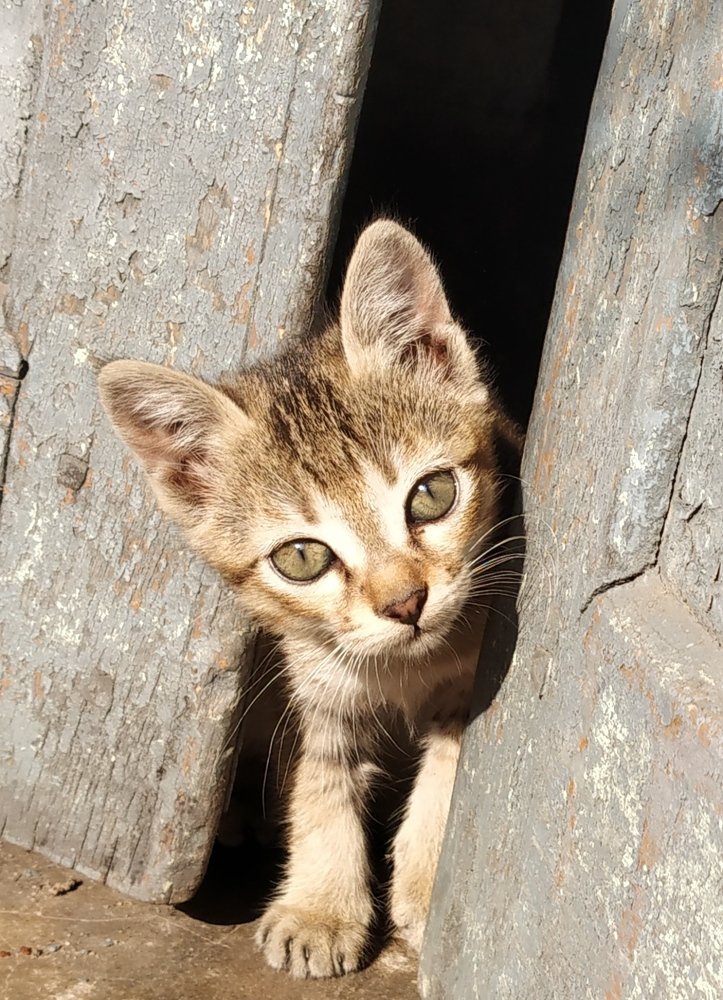 Photo #4234877