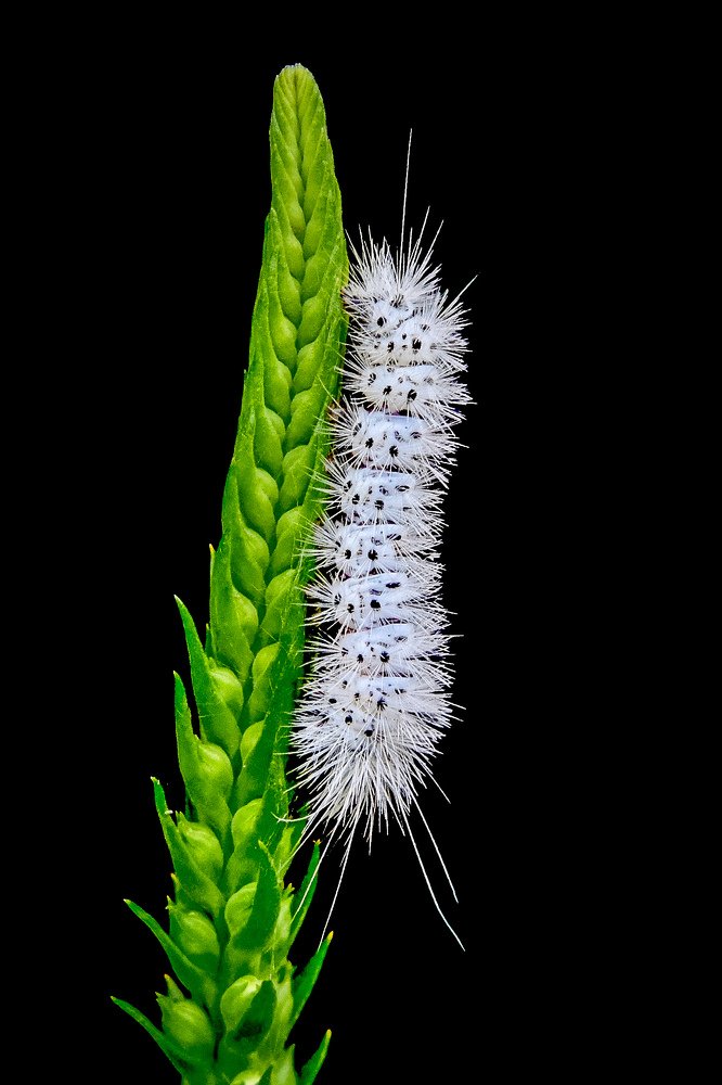 Photograph by Jill Sestak