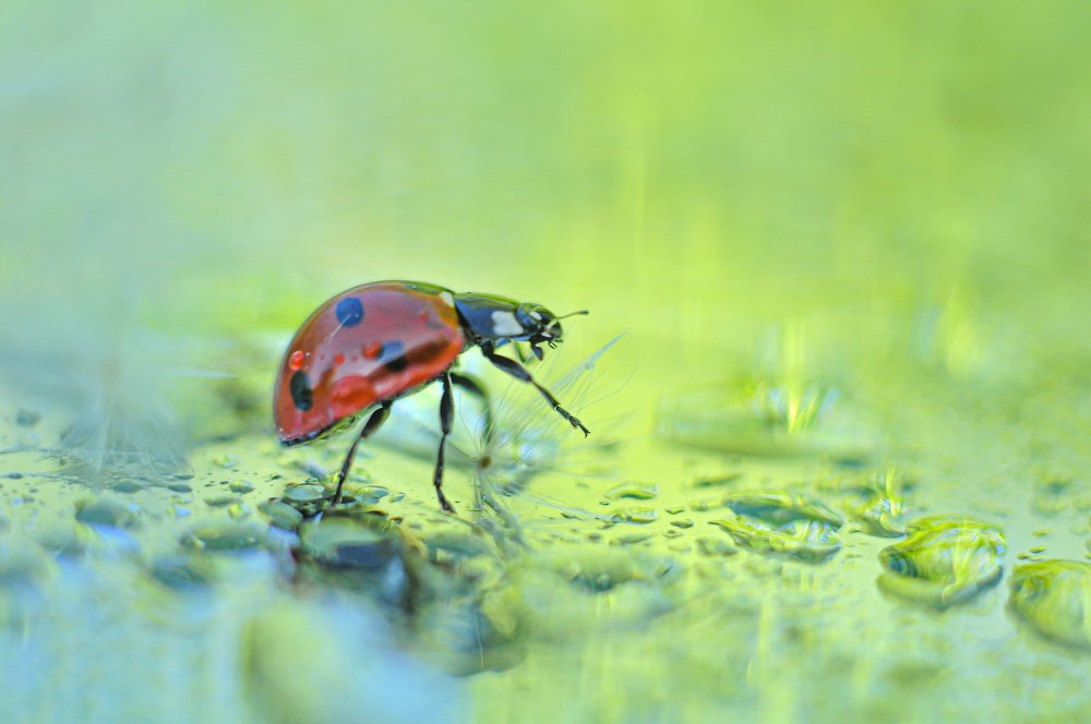 Photograph by Владимир Коновалов