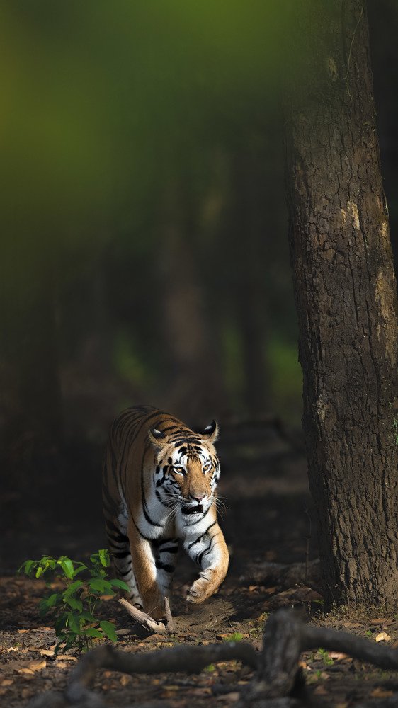 Shrouded in the shadows