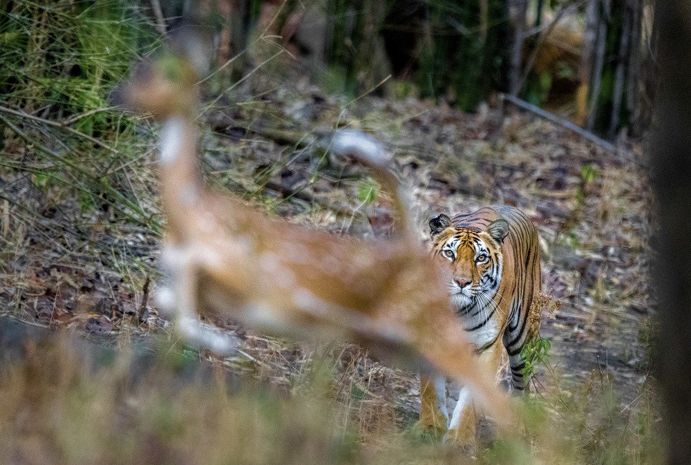 Photograph by Krishna Sankar Rajesh