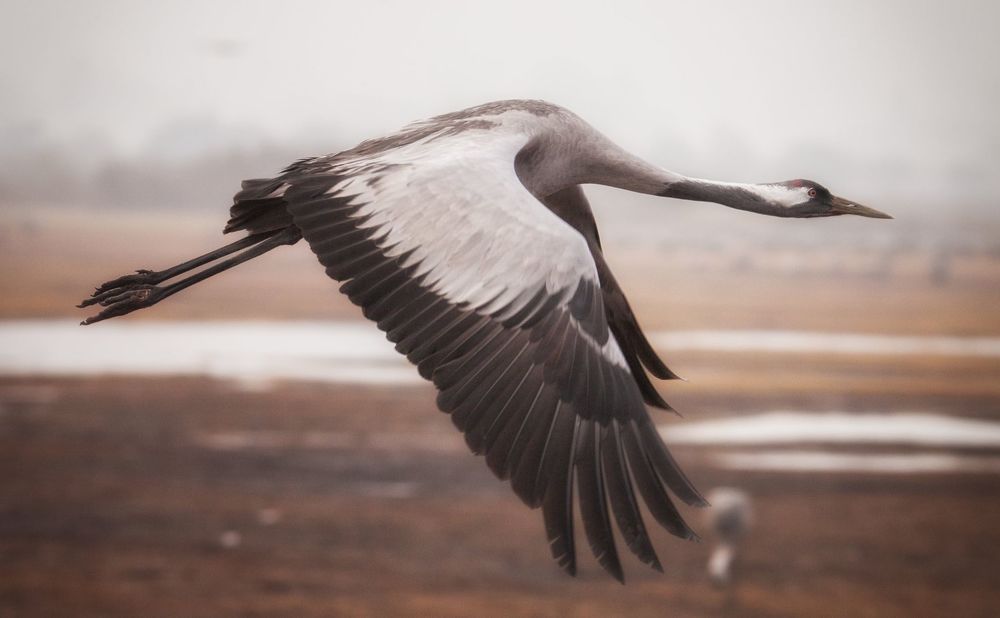 Фотография автора Григорий Крамаренко