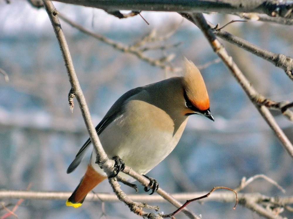 Свиристель.