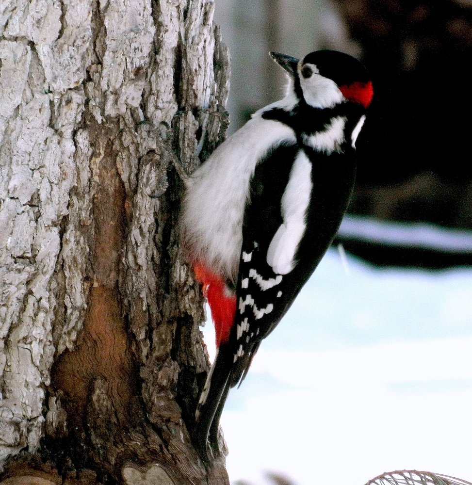 Добрый доктор дятел.