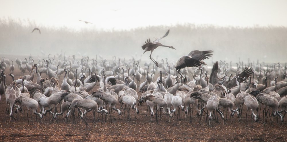 Фотография автора Григорий Крамаренко
