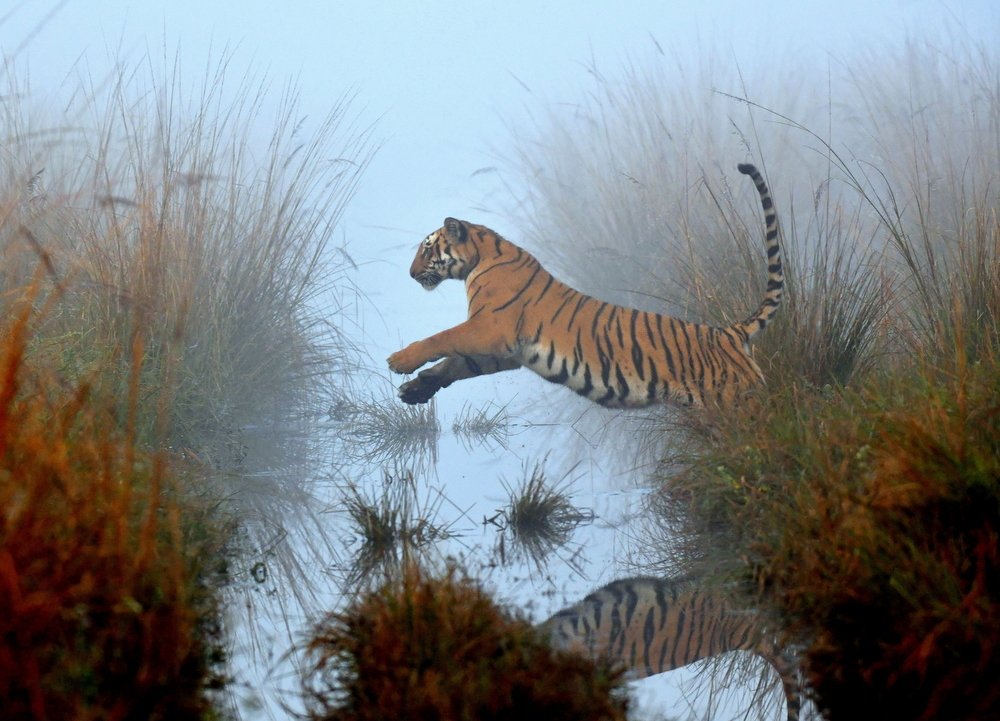 Tiger Leap