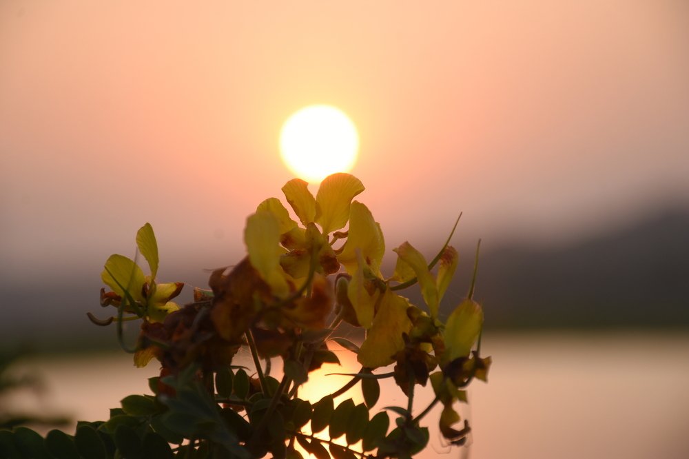 Sun tree