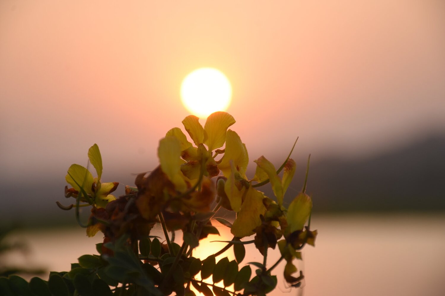 Sun tree