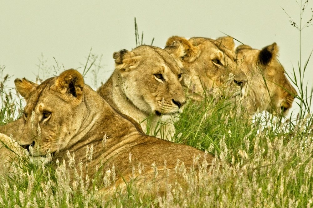 Photograph by Anant Wagle