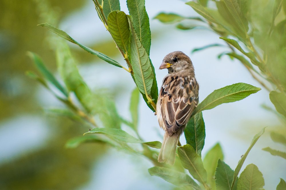 Photograph by Ясинский Юрий
