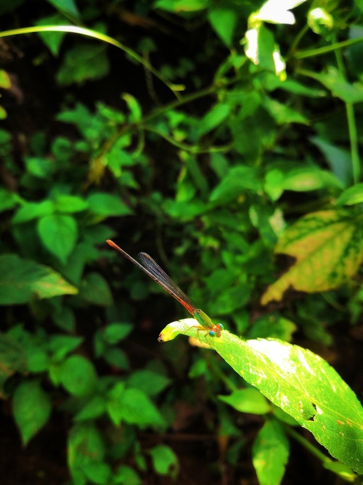 Dragonfly