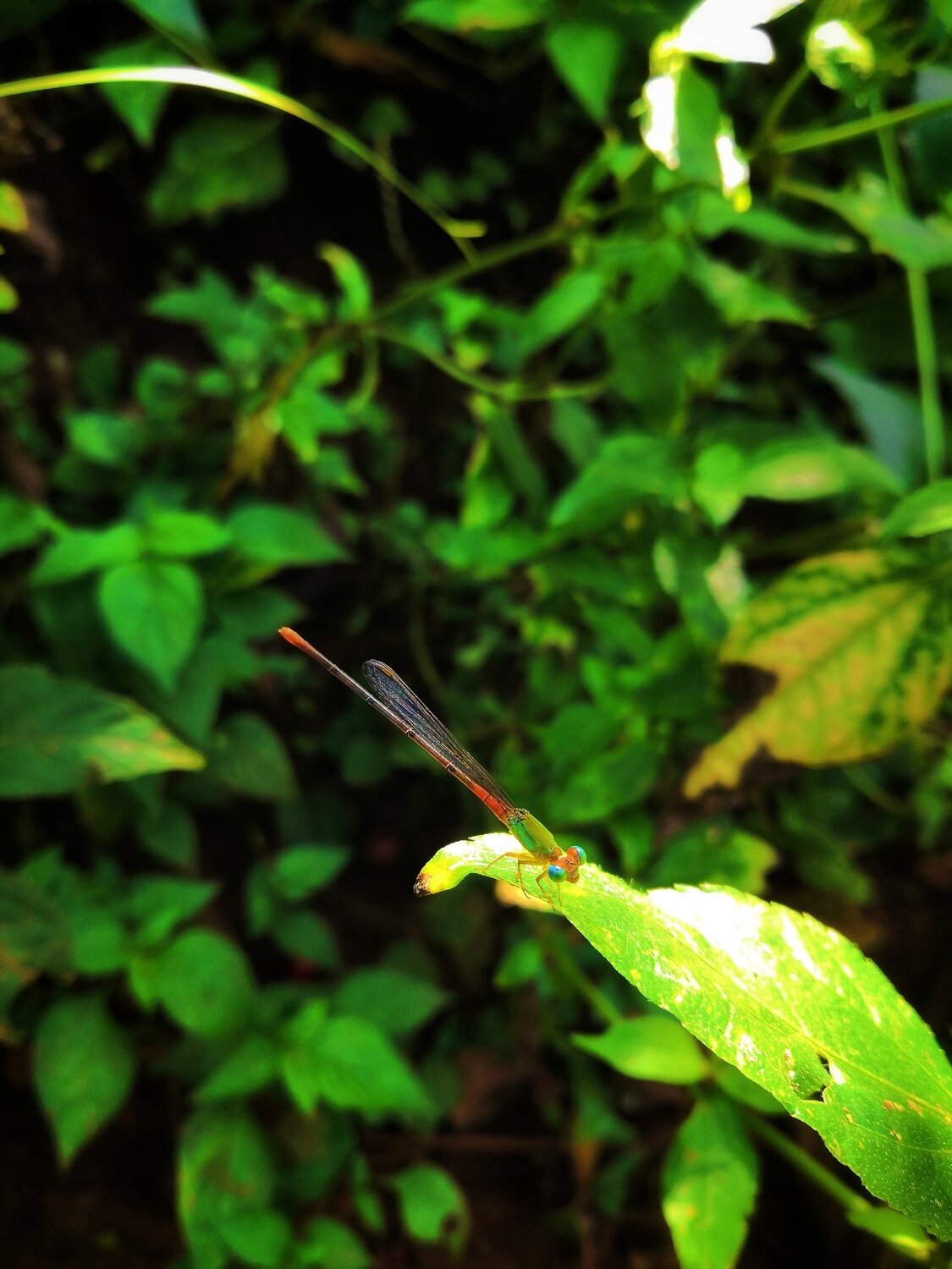 Dragonfly