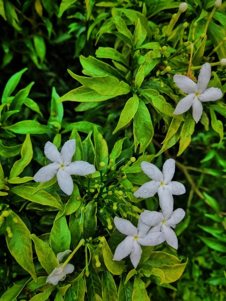 Nandyarvattam Flower – Crape Jasmine