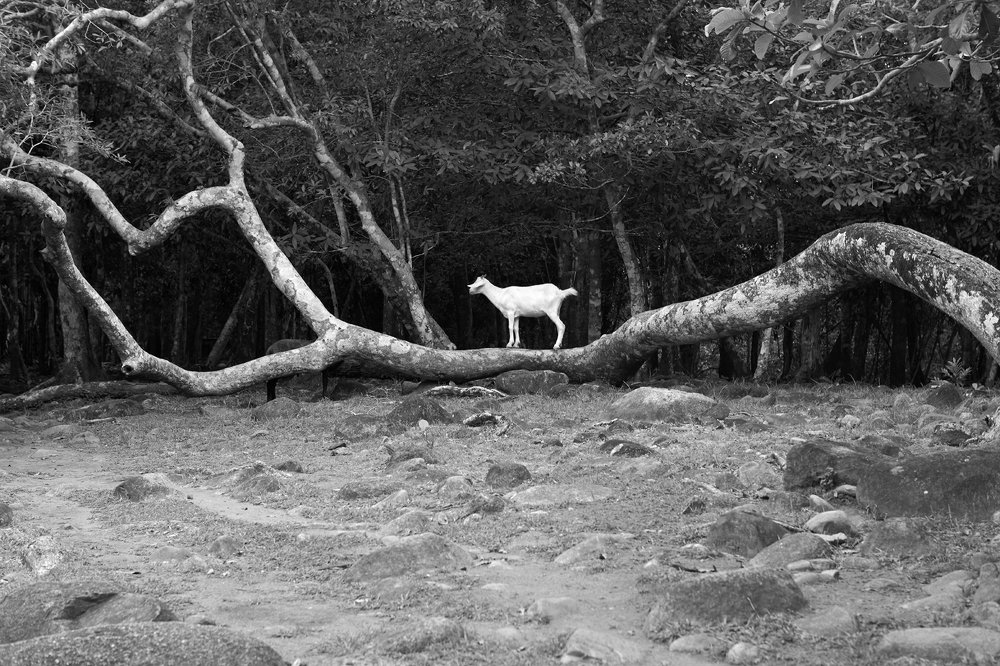 в горах на дереве коза стояла...