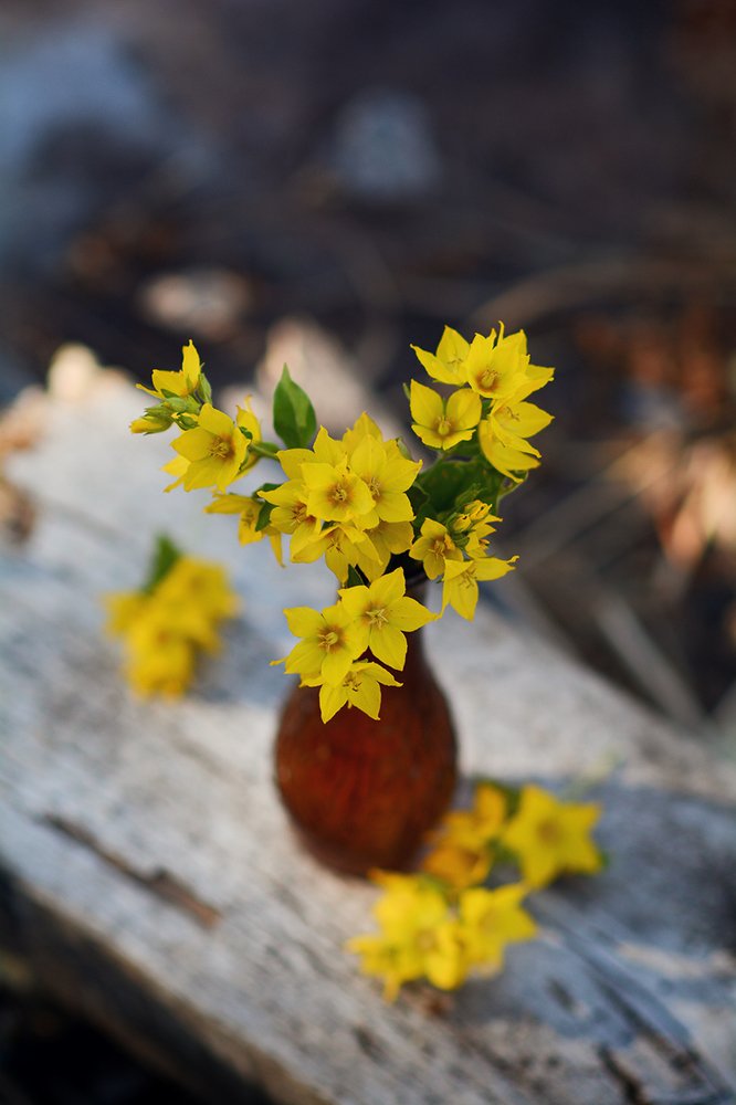 Фотография автора Aлена Хлопова
