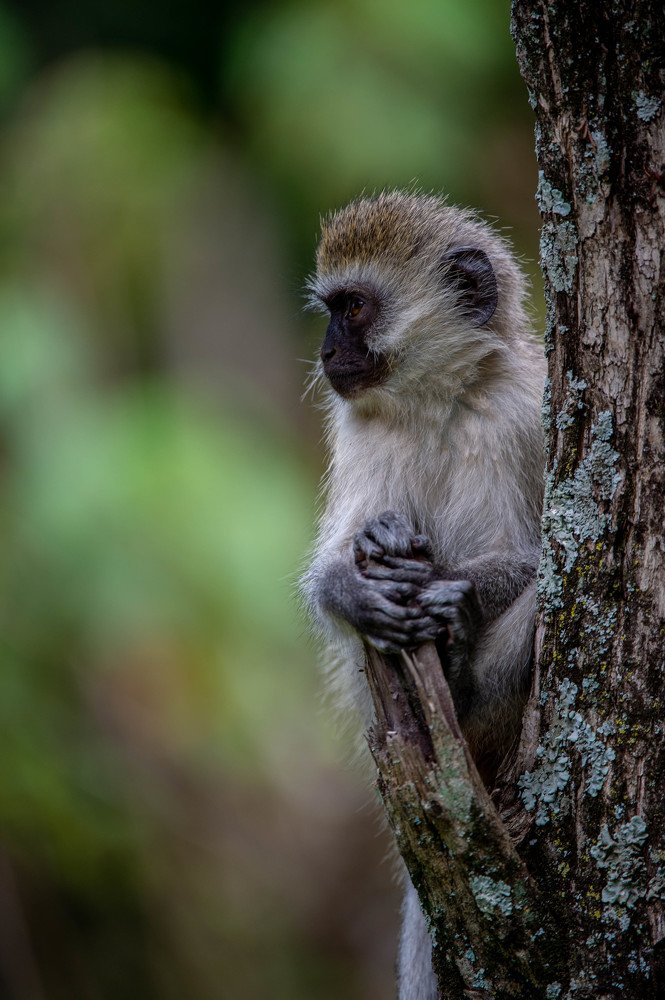 Photograph by  Renny Poulose