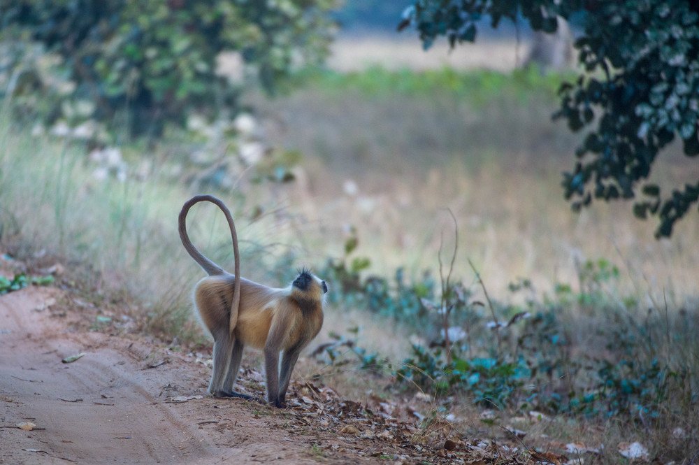 Photograph by  Renny Poulose
