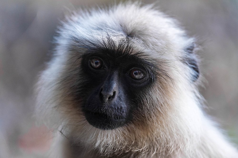 Photograph by  Renny Poulose