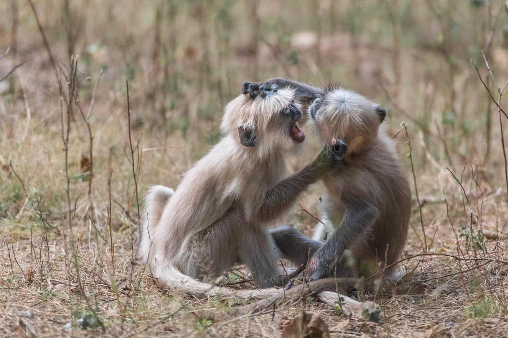 Photograph by  Renny Poulose