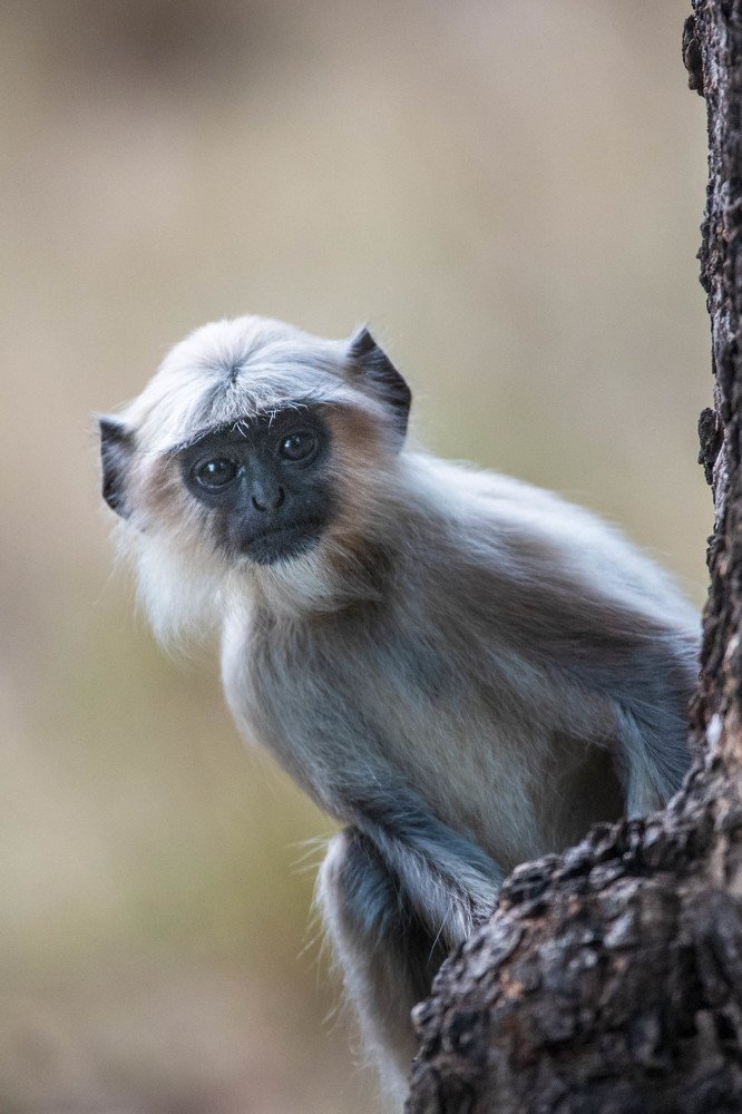 Photograph by  Renny Poulose