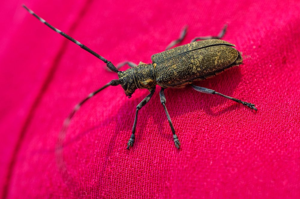 Жук на алом