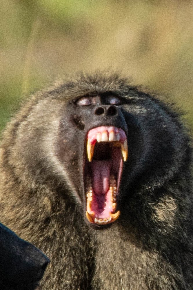 Photograph by  Renny Poulose