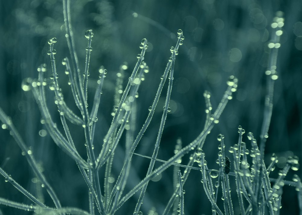 Бриллианты "чистой воды"..