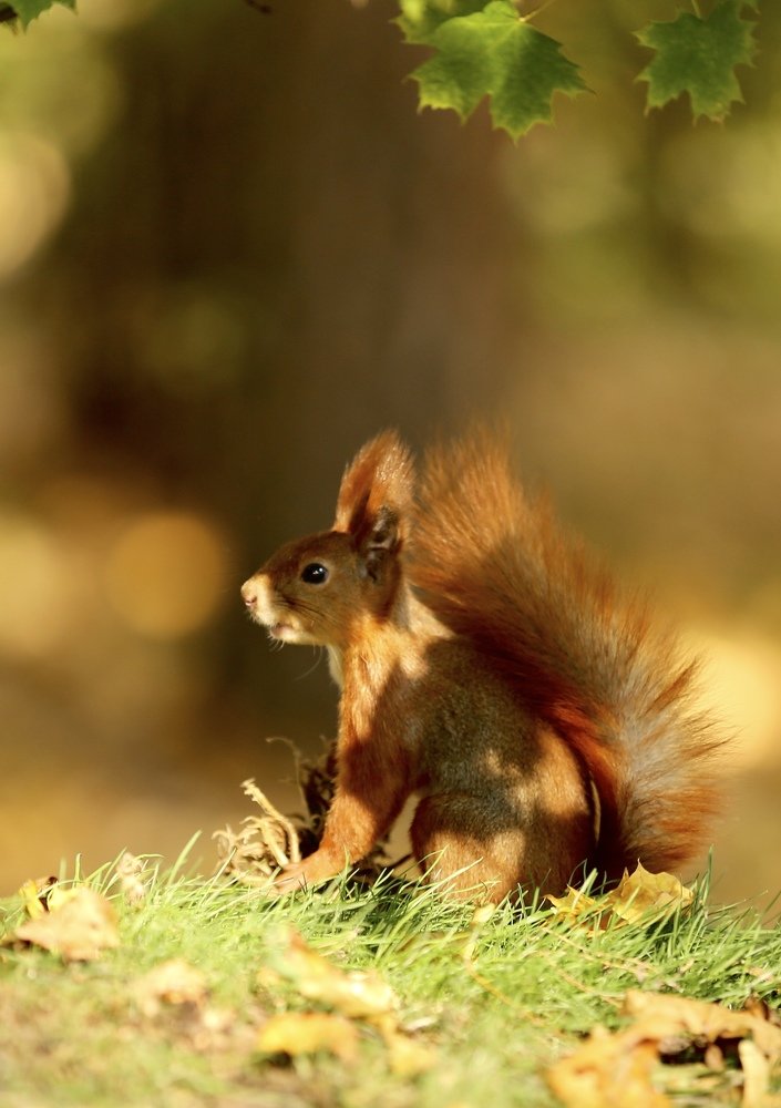 В тени деревьев.