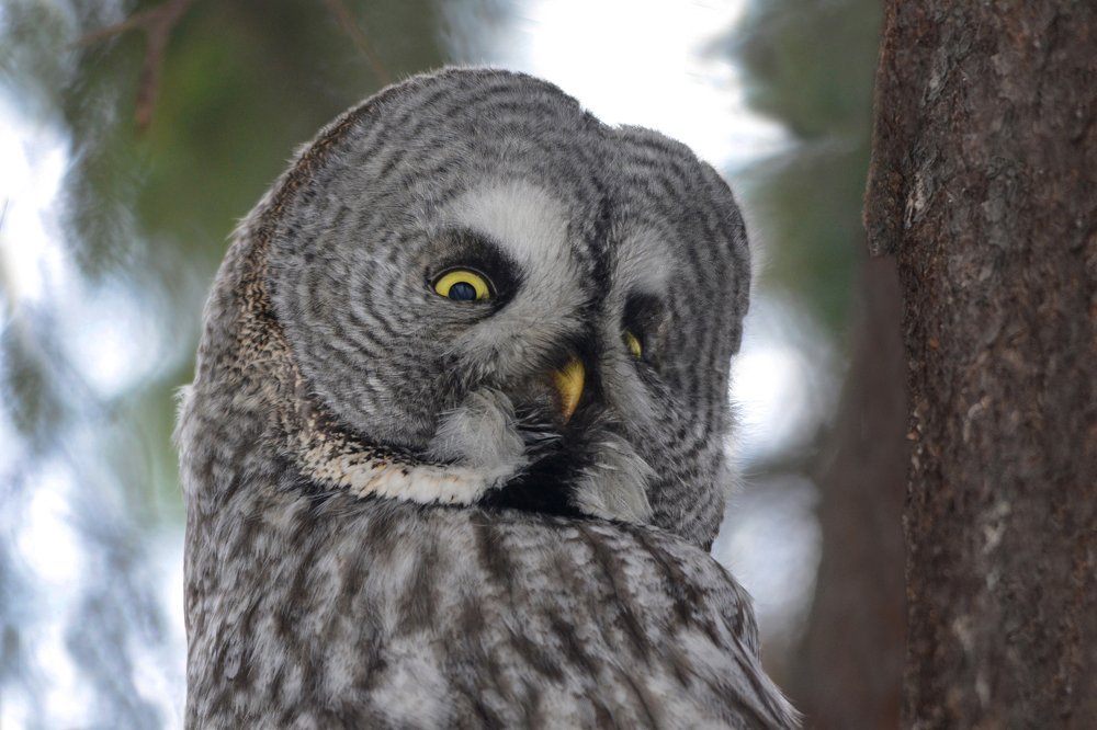 Фотография автора Татьяна Ливеровская