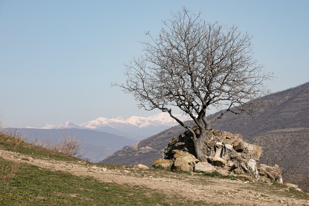 Ожидание цветения