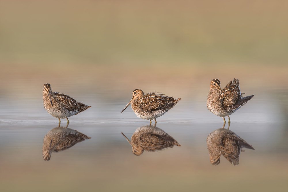 Kszyk (Gallinago gallinago)