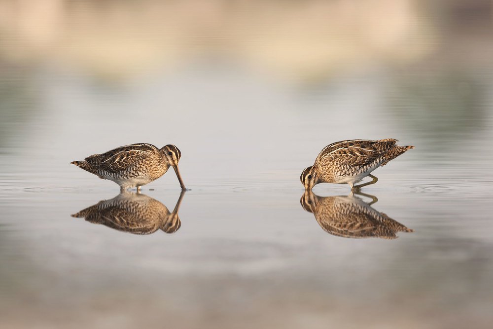 Kszyk (Gallinago gallinago)
