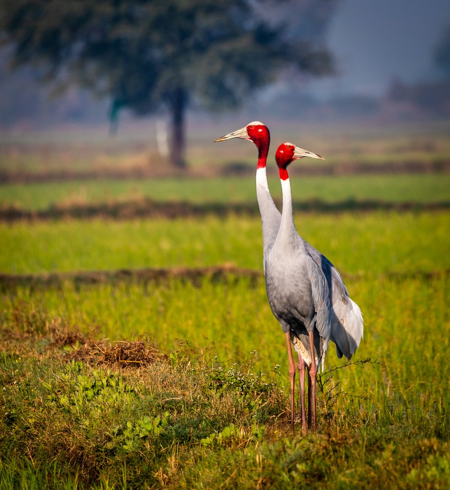 Photograph by SAYARI BANERJEE