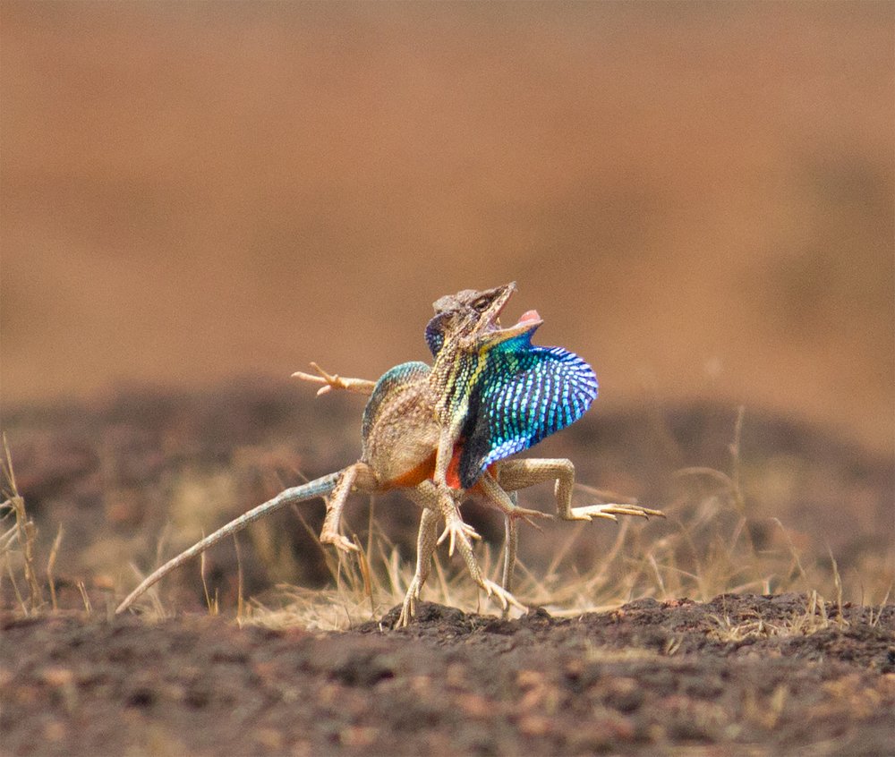 Photograph by Pranit Bora