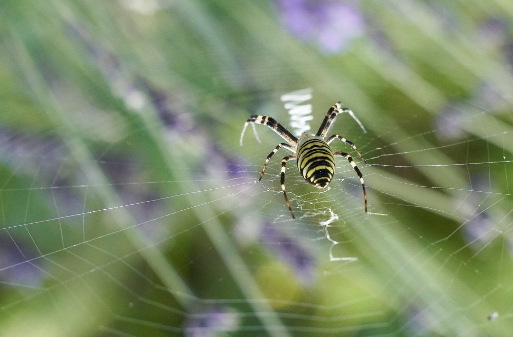 Photograph by Kamil Puobiš