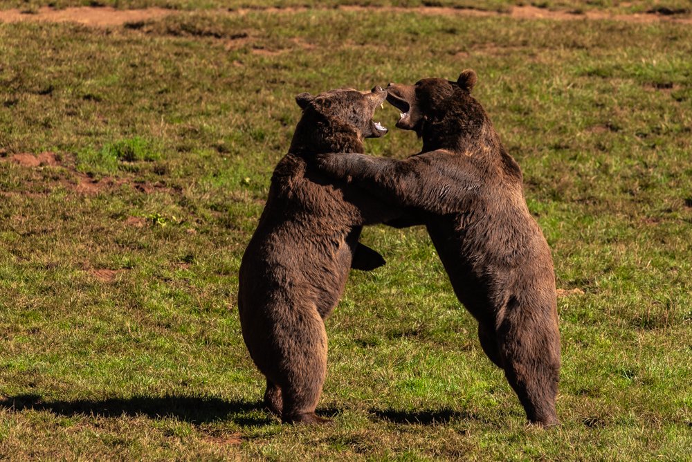 Territorial struggle