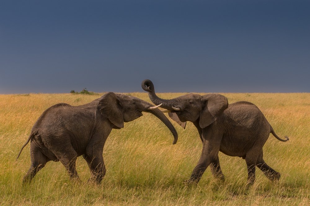 Игры слоников.