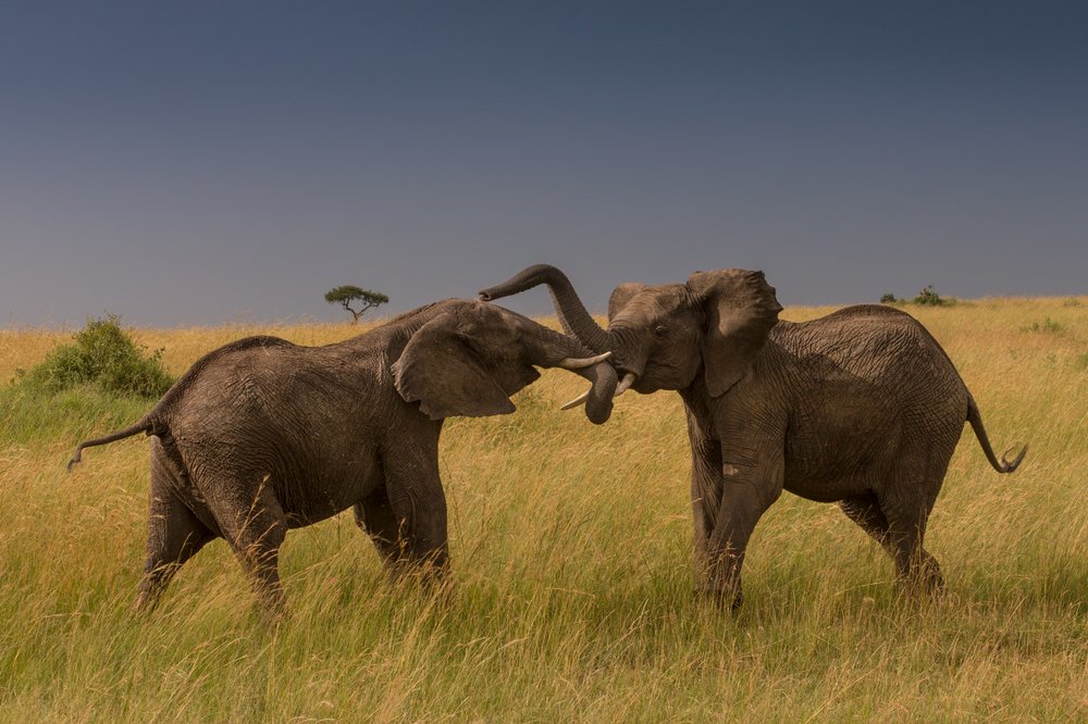 Photograph by Ольга Петруша