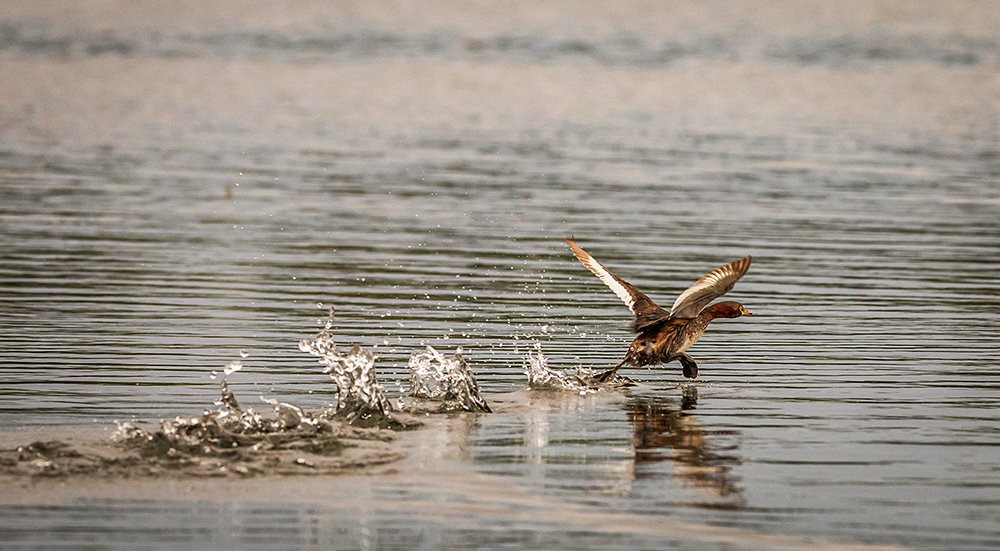 Lets Visit Chupichar