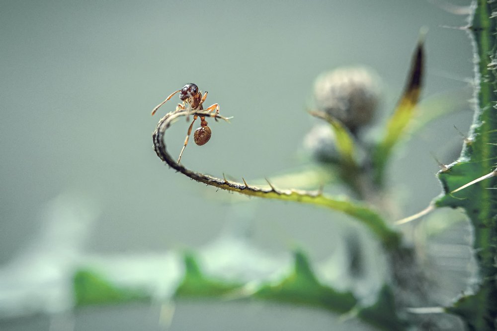 Photograph by Рут Андрей