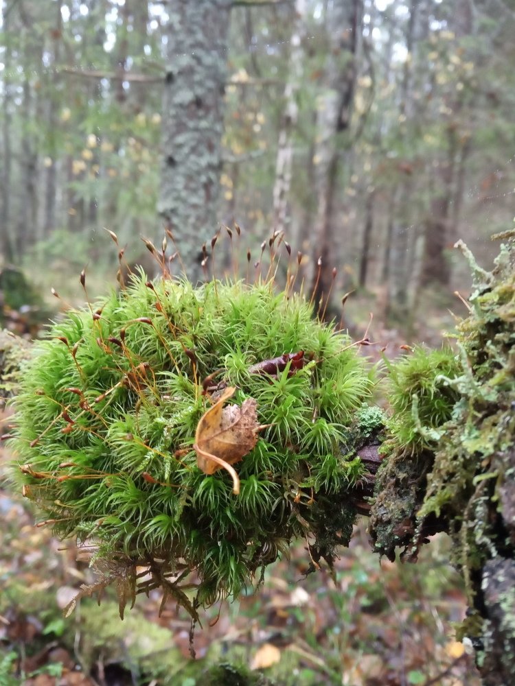 Photograph by Любовь Шаврина