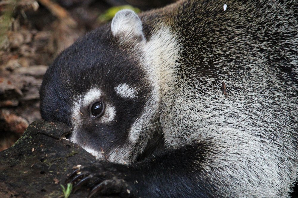 Photograph by Antonio