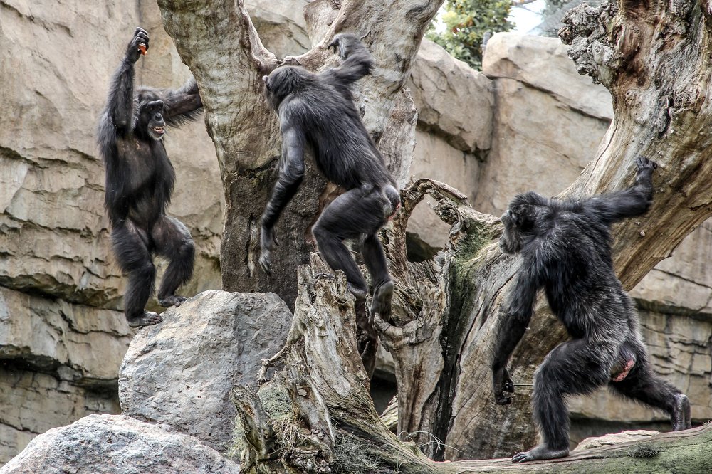 Photograph by Luis Sergio Goncalves