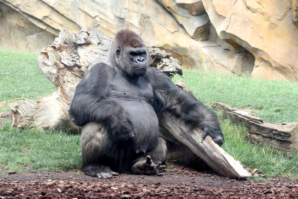 Photograph by Luis Sergio Goncalves